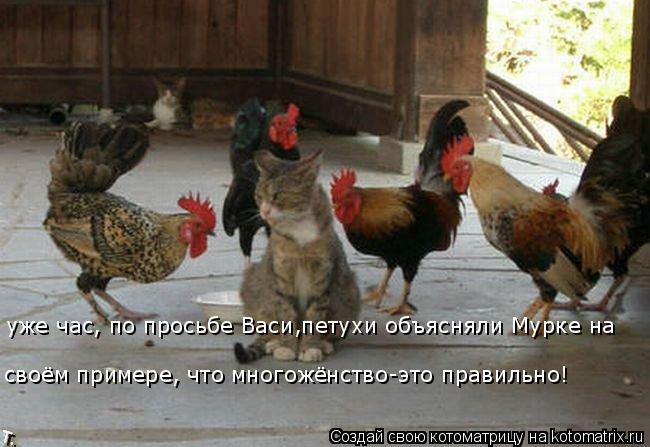 своём примере, что многожёнство-это правильно! уже час, по просьбе Васи,петухи объясняли Мурке на... Котоматрица: своём примере, что многожёнство-это правильно! уже час, по просьбе Васи,петухи объясняли Мурке на