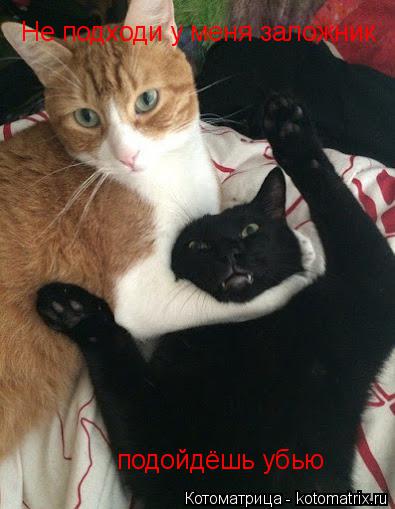 Не подходи у меня заложник подойдёшь убью... Котоматрица: Не подходи у меня заложник подойдёшь убью