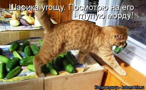 Котоматрица: Шарика угощу. Посмотрю на его  глупую морду!
