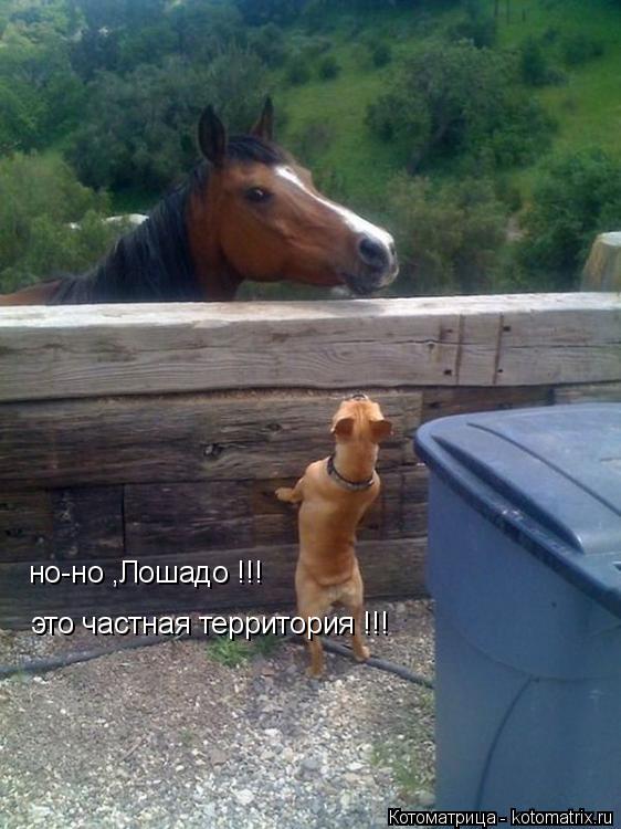 Котоматрица: но-но ,Лошадо !!! это частная территория !!!