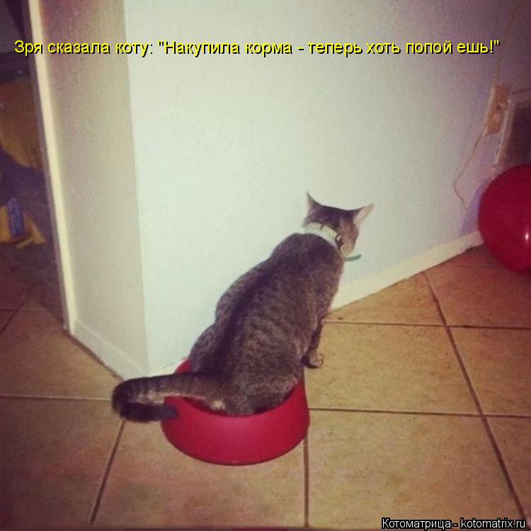 Котоматрица: Зря сказала коту: "Накупила корма - теперь хоть попой ешь!"