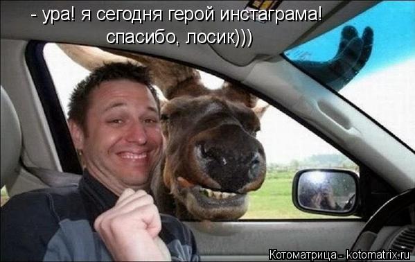- ура! я сегодня герой инстаграма! спасибо, лосик)))... Котоматрица: - ура! я сегодня герой инстаграма! спасибо, лосик)))