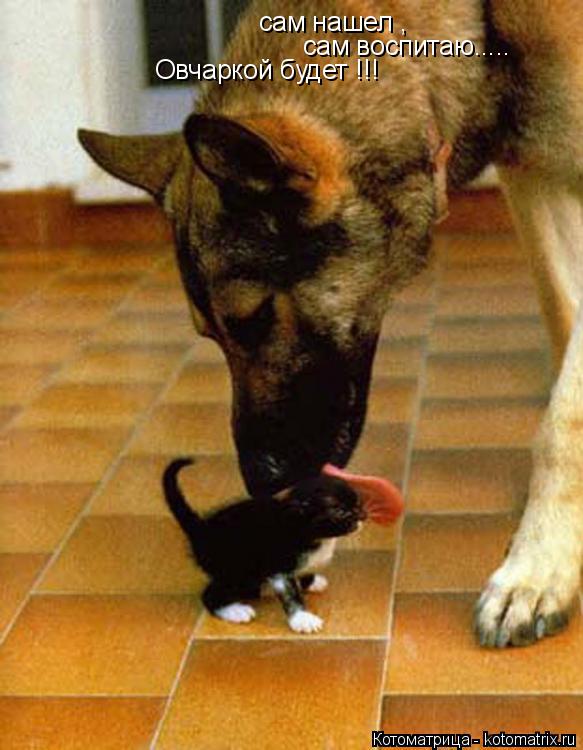Котоматрица: сам нашел , сам воспитаю..... Овчаркой будет !!!