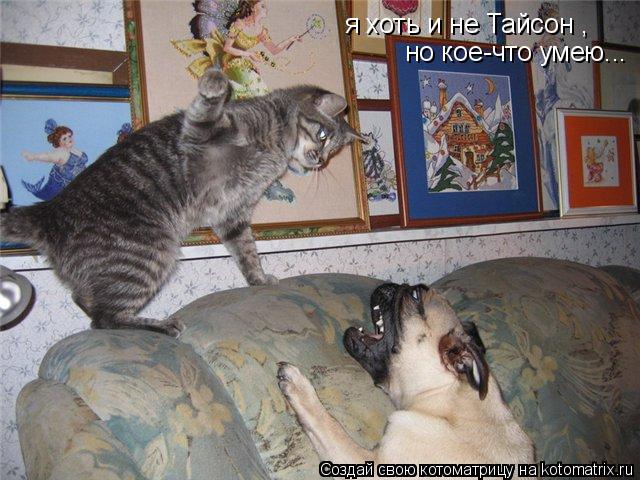 я хоть и не Тайсон , но кое-что умею...... Котоматрица: я хоть и не Тайсон , но кое-что умею...
