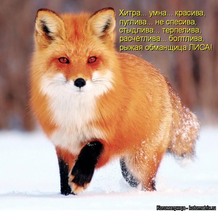 Котоматрица: Хитра... умна... красива, пуглива... не спесива, стыдлива... терпелива, расчётлива... болтлива, рыжая обманщица ЛИСА!