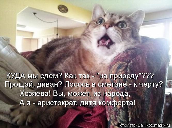 Котоматрица: КУДА мы едем? Как так - "на природу"??? Прощай, диван? Лосось в сметане - к черту? Хозяева! Вы, может, из народа, А я - аристократ, дитя комфорта!