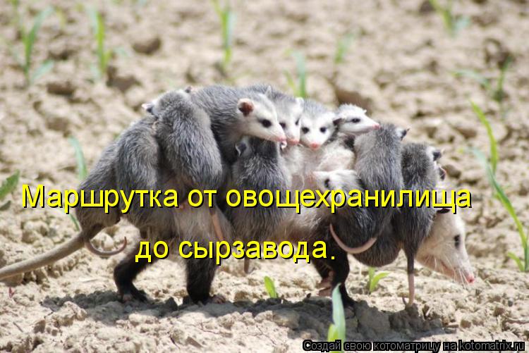 Маршрутка от овощехранилища до сырзавода .... Котоматрица: Маршрутка от овощехранилища до сырзавода .