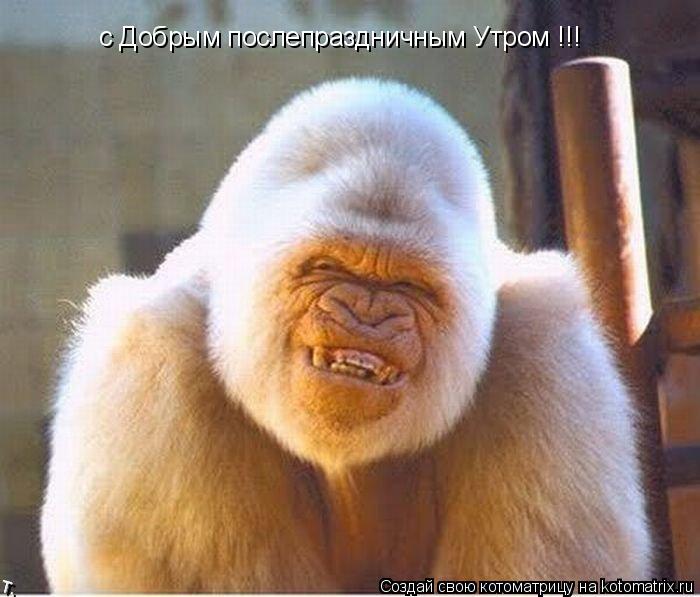 с Добрым послепраздничным Утром !!!... Котоматрица: с Добрым послепраздничным Утром !!!