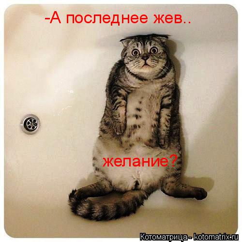 Котоматрица: -А последнее жев.. желание?