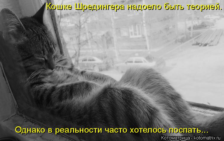 Котоматрица: Кошке Шредингера надоело быть теорией. Однако в реальности часто хотелось поспать...