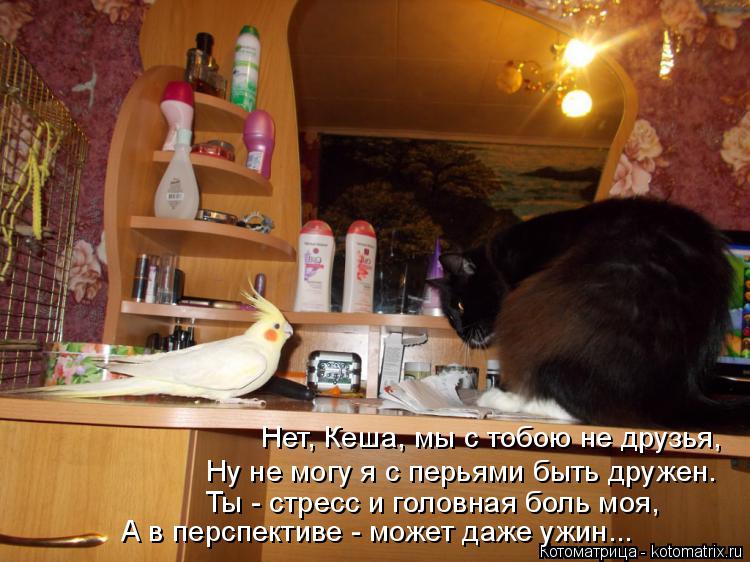 Нет, Кеша, мы с тобою не друзья, Ну не могу я с перьями быть дружен. Ты - стресс и головная боль моя,... Котоматрица: Нет, Кеша, мы с тобою не друзья, Ну не могу я с перьями быть дружен. Ты - стресс и головная боль моя, А в перспективе - может даже ужин...