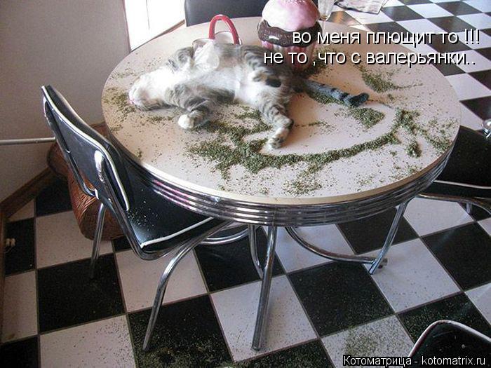 во меня плющит то !!! не то ,что с валерьянки..... Котоматрица: во меня плющит то !!! не то ,что с валерьянки..
