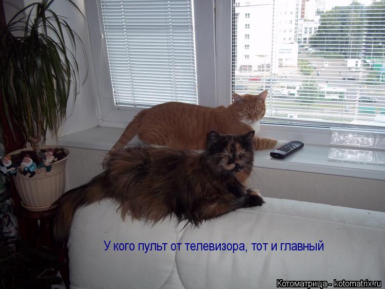 У кого пульт от телевизора, тот и главный... Котоматрица: У кого пульт от телевизора, тот и главный