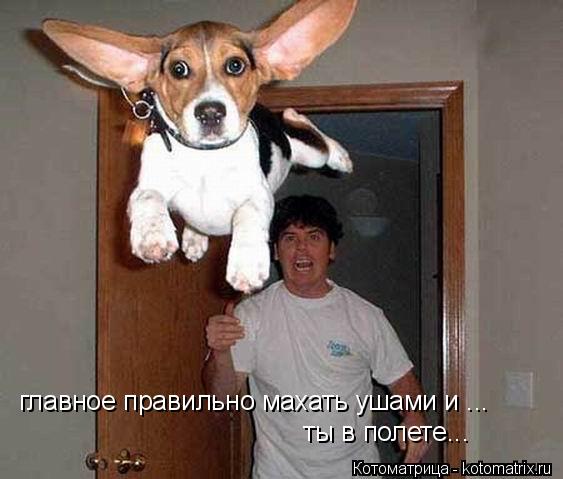 главное правильно махать ушами и ... ты в полете...... Котоматрица: главное правильно махать ушами и ... ты в полете...