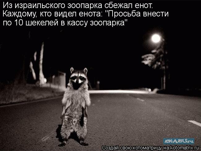 Котоматрица: Из израильского зоопарка сбежал енот. Каждому, кто видел енота: "Просьба внести по 10 шекелей в кассу зоопарка"