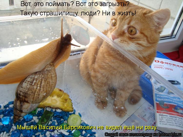 Котоматрица: Вот, это поймать? Вот это загрызть? Такую страшилищу, люди? Ни в жизть! Мышей Василий Барсикович не видел ещё ни разу.