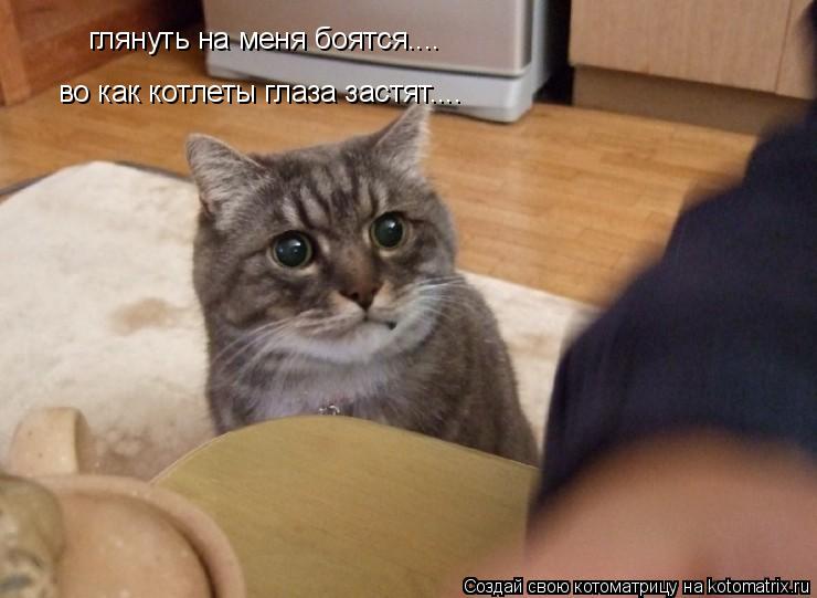 глянуть на меня боятся.... во как котлеты глаза застят....... Котоматрица: глянуть на меня боятся.... во как котлеты глаза застят....
