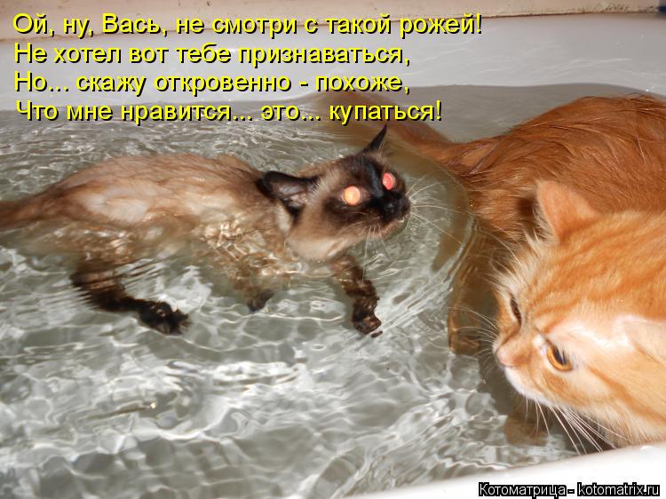 Котоматрица: Ой, ну, Вась, не смотри с такой рожей! Не хотел вот тебе признаваться, Но... скажу откровенно - похоже, Что мне нравится... это... купаться!