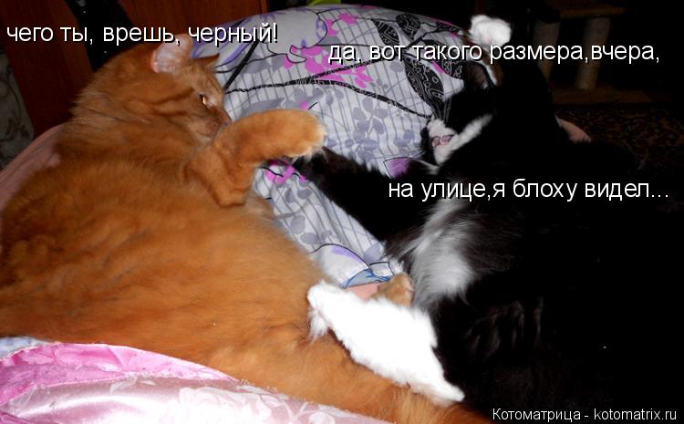 Котоматрица: чего ты, врешь, черный! да, вот такого размера,вчера, на улице,я блоху видел...