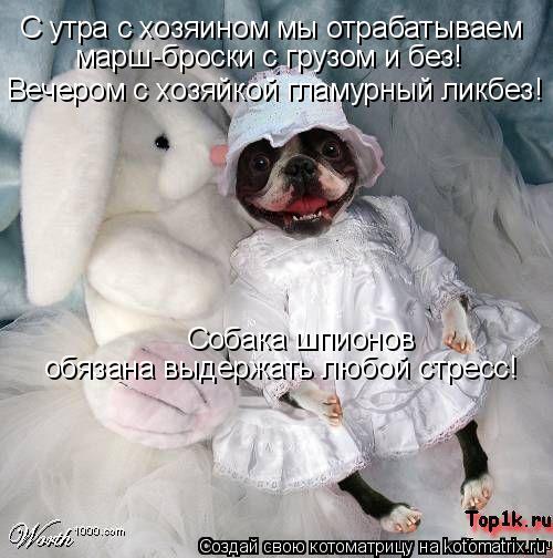 Котоматрица: С утра с хозяином мы отрабатываем марш-броски с грузом и без! Вечером с хозяйкой гламурный ликбез! Собака шпионов  обязана выдержать любой с