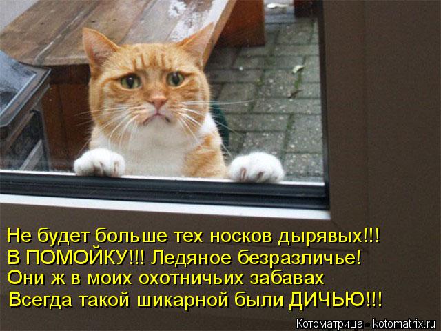 Котоматрица: Не будет больше тех носков дырявых!!! В ПОМОЙКУ!!! Ледяное безразличье! Они ж в моих охотничьих забавах Всегда такой шикарной были ДИЧЬЮ!!!