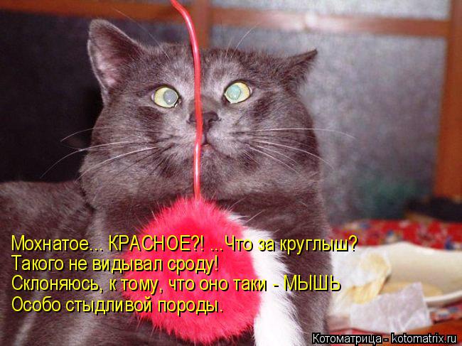 Мохнатое... КРАСНОЕ?! ...Что за круглыш? Такого не видывал сроду! Склоняюсь, к тому, что оно таки - М... Котоматрица: Мохнатое... КРАСНОЕ?! ...Что за круглыш? Такого не видывал сроду! Склоняюсь, к тому, что оно таки - МЫШЬ Особо стыдливой породы.