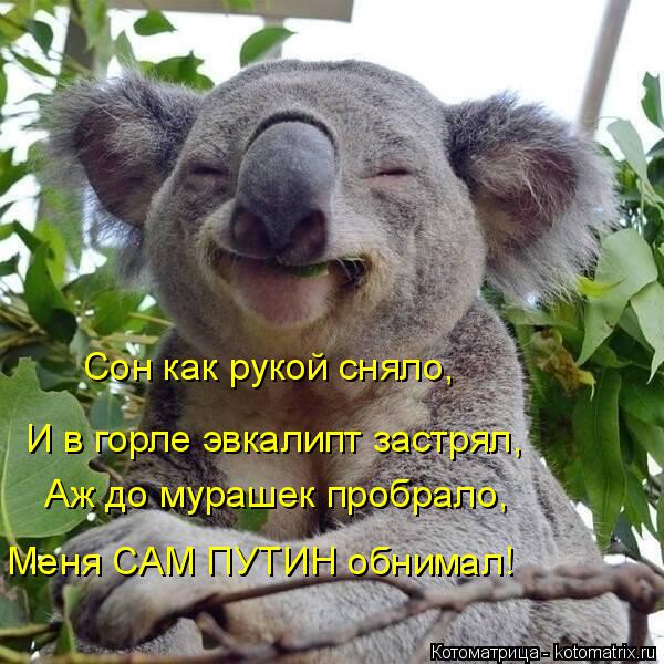 Сон как рукой сняло, И в горле эвкалипт застрял, Аж до мурашек пробрало, Меня САМ ПУТИН обнимал!... Котоматрица: Сон как рукой сняло, И в горле эвкалипт застрял, Аж до мурашек пробрало, Меня САМ ПУТИН обнимал!