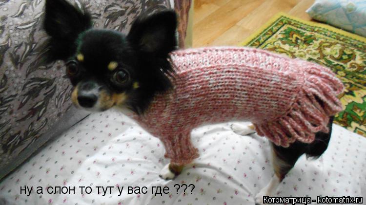ну а слон то тут у вас где ???... Котоматрица: ну а слон то тут у вас где ???