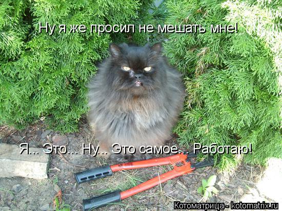 Котоматрица: Ну я же просил не мешать мне!  Я... Это... Ну... Это самое... Работаю!