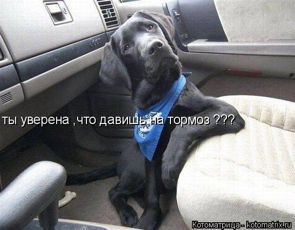 ты уверена ,что давишь на тормоз ???... Котоматрица: ты уверена ,что давишь на тормоз ???