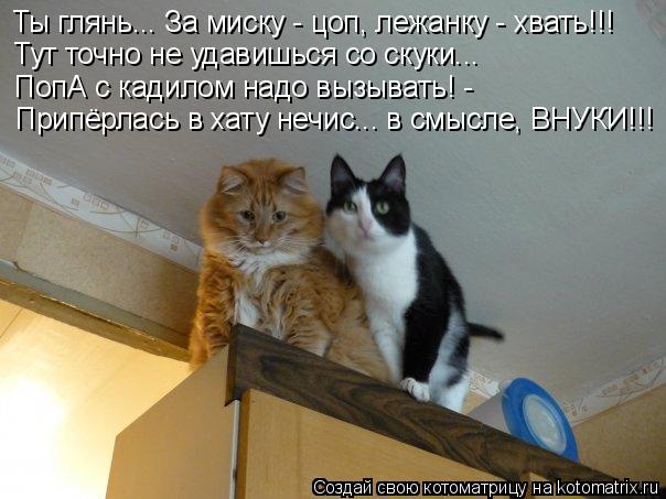 Ты глянь... За миску - цоп, лежанку - хвать!!! Тут точно не удавишься со скуки... ПопА с кадилом надо... Котоматрица: Ты глянь... За миску - цоп, лежанку - хвать!!! Тут точно не удавишься со скуки... ПопА с кадилом надо вызывать! - Припёрлась в хату нечис... в смысле