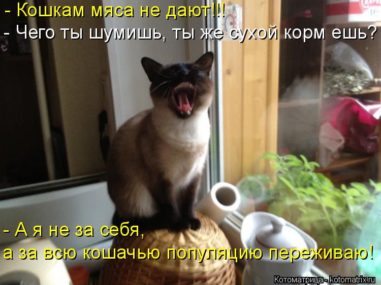 - Кошкам мяса не дают!!! - Чего ты шумишь, ты же сухой корм ешь? - А я не за себя, а за всю кошачью п... Котоматрица: - Кошкам мяса не дают!!! - Чего ты шумишь, ты же сухой корм ешь? - А я не за себя, а за всю кошачью популяцию переживаю!