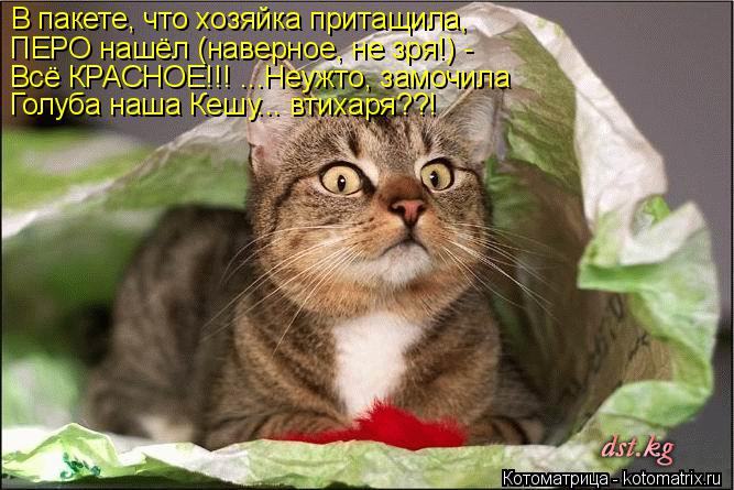 В пакете, что хозяйка притащила, ПЕРО нашёл (наверное, не зря!) - Всё КРАСНОЕ!!! ...Неужто, замочила ... Котоматрица: В пакете, что хозяйка притащила, ПЕРО нашёл (наверное, не зря!) - Всё КРАСНОЕ!!! ...Неужто, замочила Голуба наша Кешу... втихаря??!