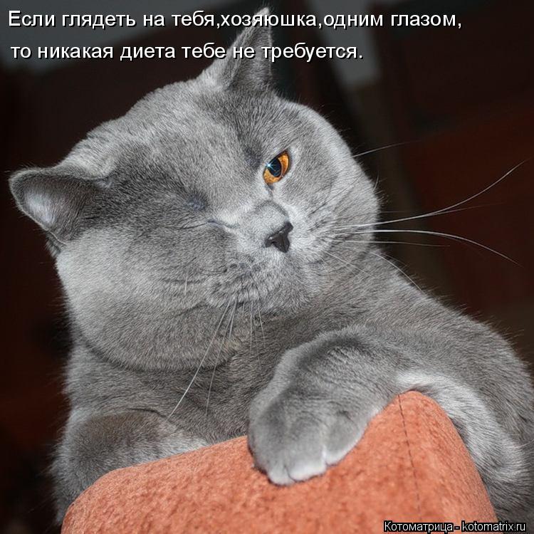 Котоматрица: Если глядеть на тебя,хозяюшка,одним глазом, то никакая диета тебе не требуется.