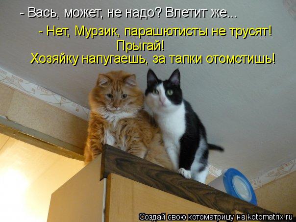 - Вась, может, не надо? Влетит же... - Нет, Мурзик, парашютисты не трусят! Хозяйку напугаешь, за тапк... Котоматрица: - Вась, может, не надо? Влетит же... - Нет, Мурзик, парашютисты не трусят! Хозяйку напугаешь, за тапки отомстишь! Прыгай!