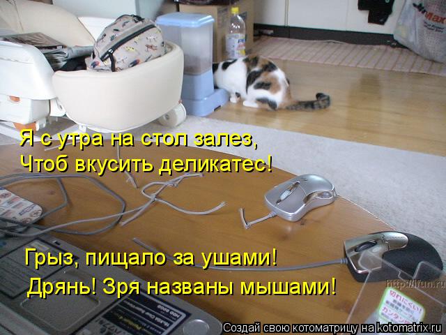 Котоматрица: Я с утра на стол залез, Чтоб вкусить деликатес! Грыз, пищало за ушами! Дрянь! Зря названы мышами!