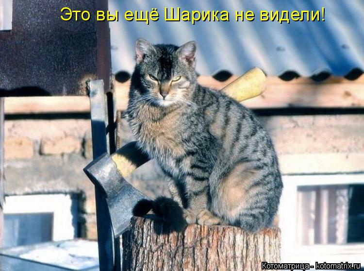 Котоматрица: Это вы ещё Шарика не видели!