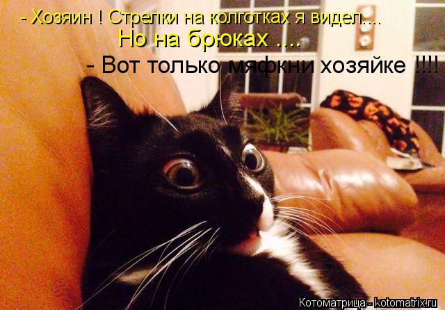 Котоматрица: - Хозяин ! Стрелки на колготках я видел.... Но на брюках .... - Вот только мяфкни хозяйке !!!!