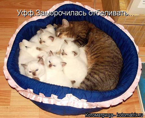 Уфф.Заморочилась отбеливать...... Котоматрица: Уфф.Заморочилась отбеливать...