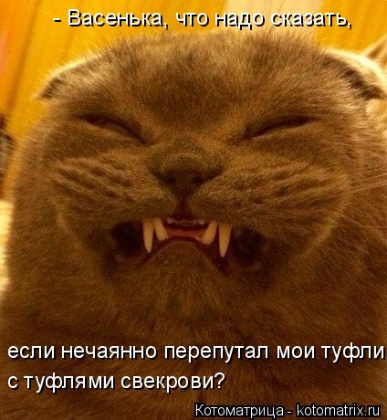 - Васенька, что надо сказать, если нечаянно перепутал мои туфли с туфлями свекрови?... Котоматрица: - Васенька, что надо сказать, если нечаянно перепутал мои туфли с туфлями свекрови?