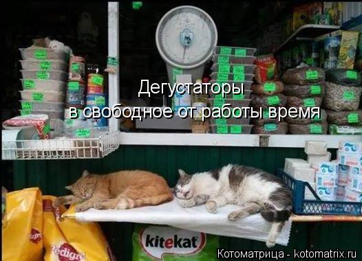 Дегустаторы в свободное от работы время... Котоматрица: Дегустаторы в свободное от работы время