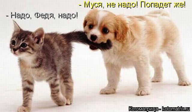 - Муся, не надо! Попадет же! - Надо, Федя, надо!... Котоматрица: - Муся, не надо! Попадет же! - Надо, Федя, надо!