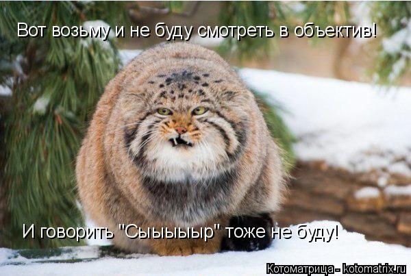 Вот возьму и не буду смотреть в объектив! И говорить "Сыыыыыр" тоже не буду!... Котоматрица: Вот возьму и не буду смотреть в объектив! И говорить "Сыыыыыр" тоже не буду!