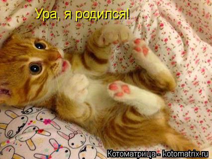 Ура, я родился!... Котоматрица: Ура, я родился!
