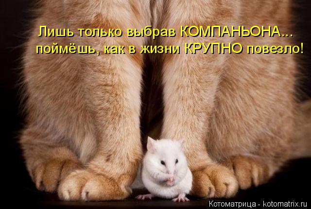 Лишь только выбрав КОМПАНЬОНА... поймёшь, как в жизни КРУПНО повезло!... Котоматрица: Лишь только выбрав КОМПАНЬОНА... поймёшь, как в жизни КРУПНО повезло!