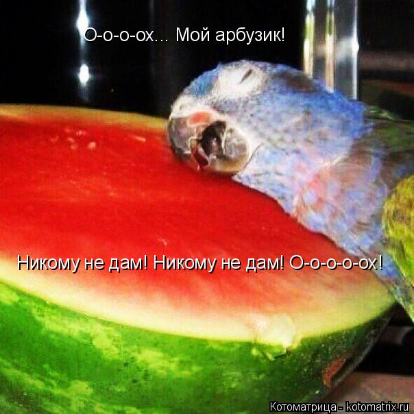 О-о-о-ох... Мой арбузик! Никому не дам! Никому не дам! О-о-о-о-ох!... Котоматрица: О-о-о-ох... Мой арбузик! Никому не дам! Никому не дам! О-о-о-о-ох!