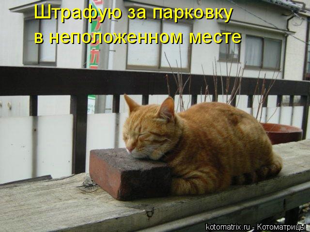 Штрафую за парковку в неположенном месте... Котоматрица: Штрафую за парковку в неположенном месте