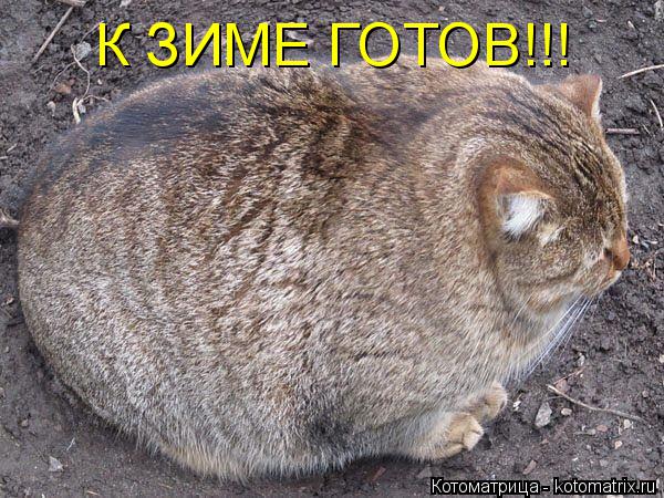 К ЗИМЕ ГОТОВ!!!... Котоматрица: К ЗИМЕ ГОТОВ!!!