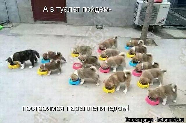 А в туалет пойдём- построимся параллепипедом!... Котоматрица: А в туалет пойдём- построимся параллепипедом!