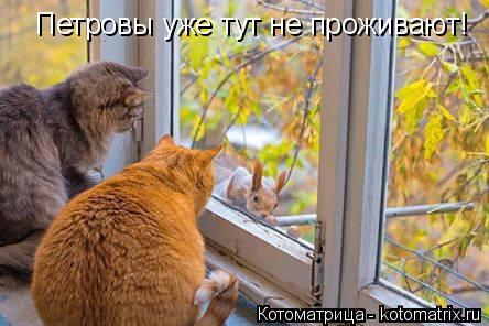 Петровы уже тут не проживают!... Котоматрица: Петровы уже тут не проживают!